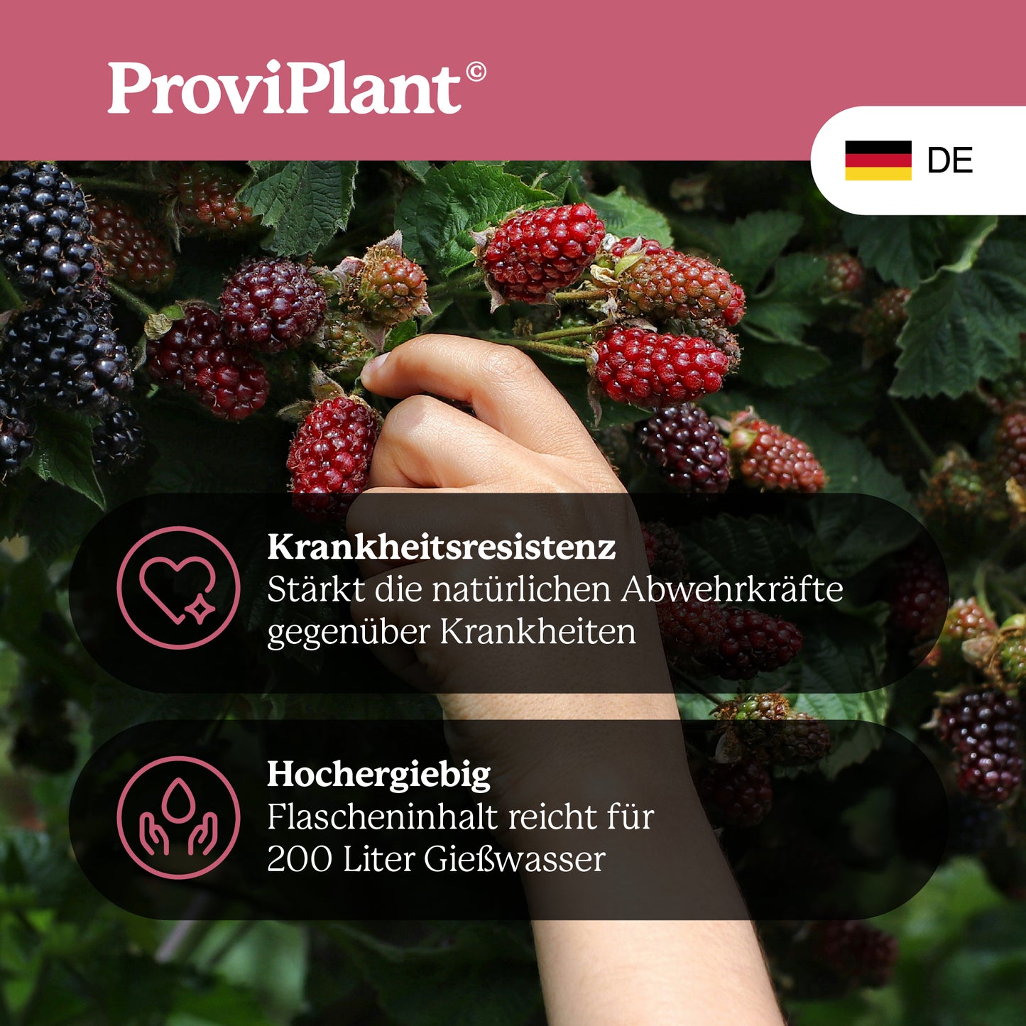 Berry fruit fertilizer
