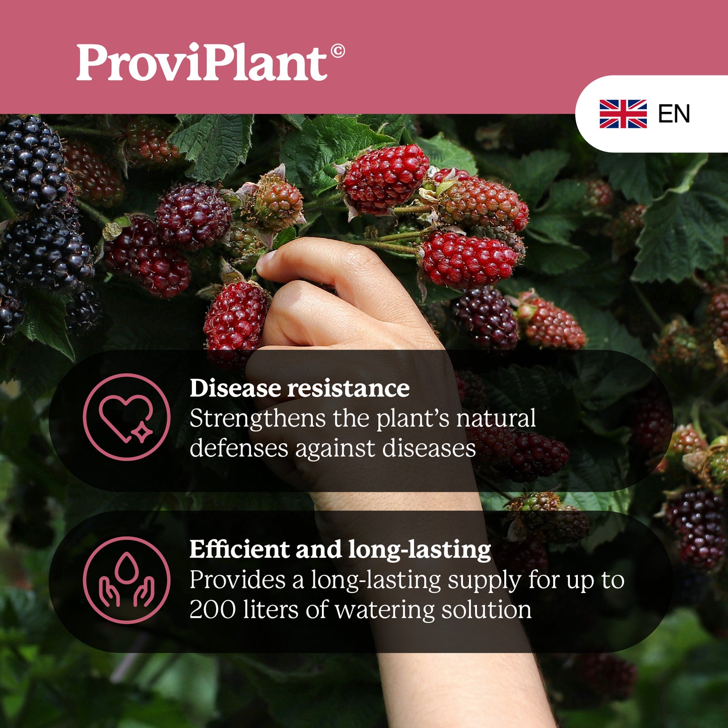 Berry fruit fertilizer