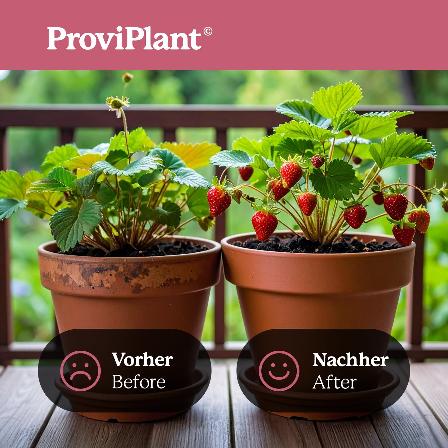 Berry fruit fertilizer