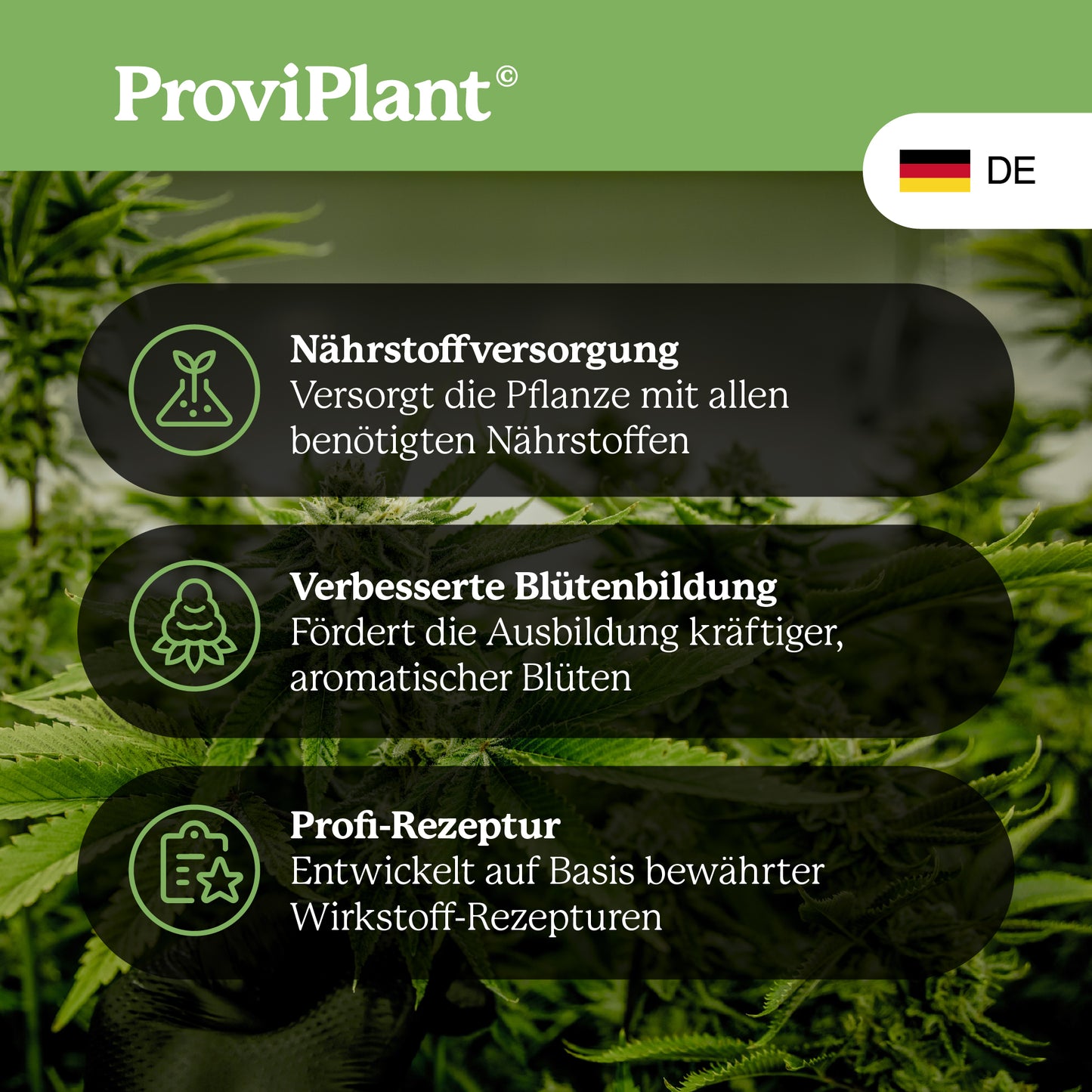 Engrais pour la floraison du cannabis