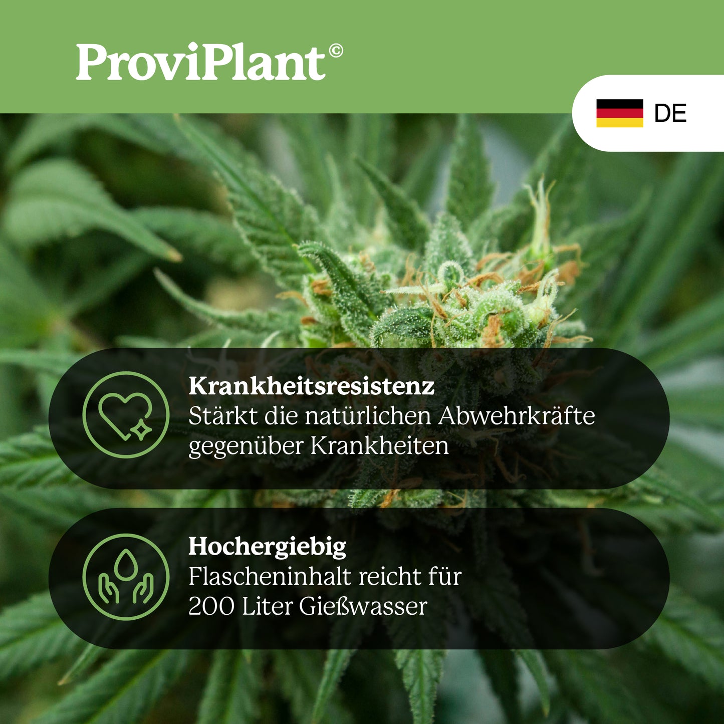 Engrais pour la floraison du cannabis