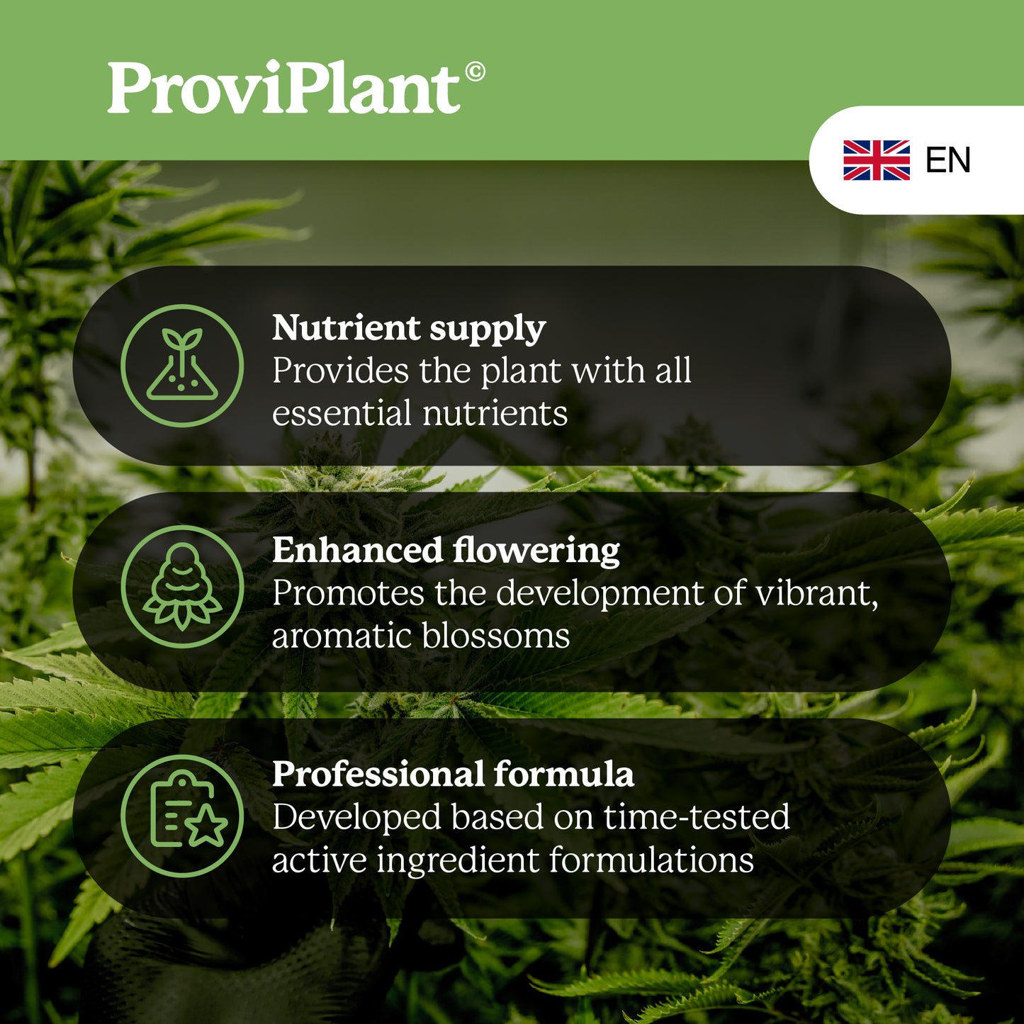 Engrais pour la floraison du cannabis