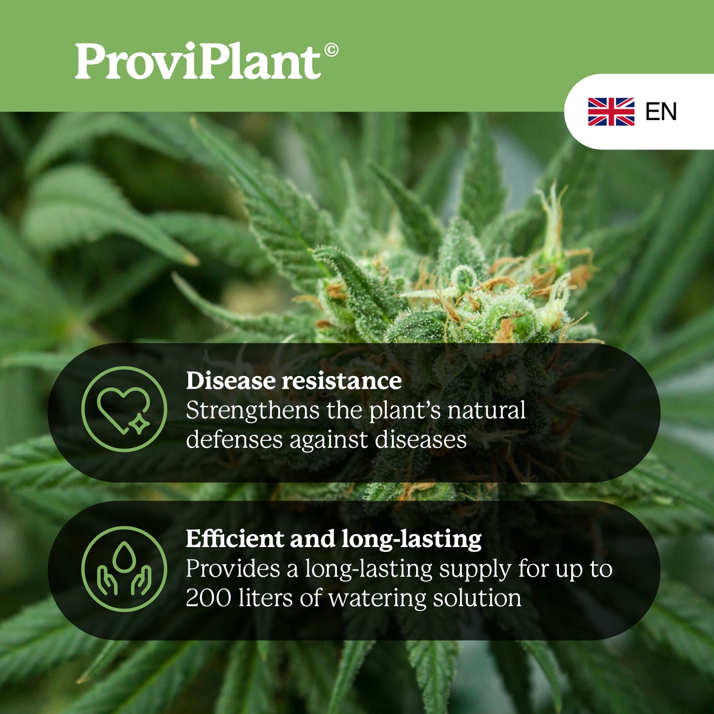 Engrais pour la floraison du cannabis