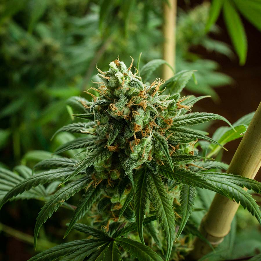 Engrais pour la floraison du cannabis