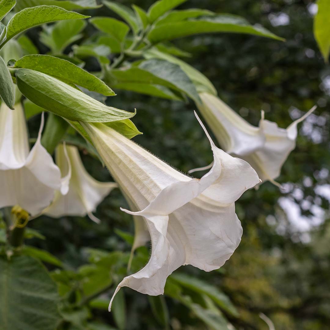 Angel trumpet fertilizer