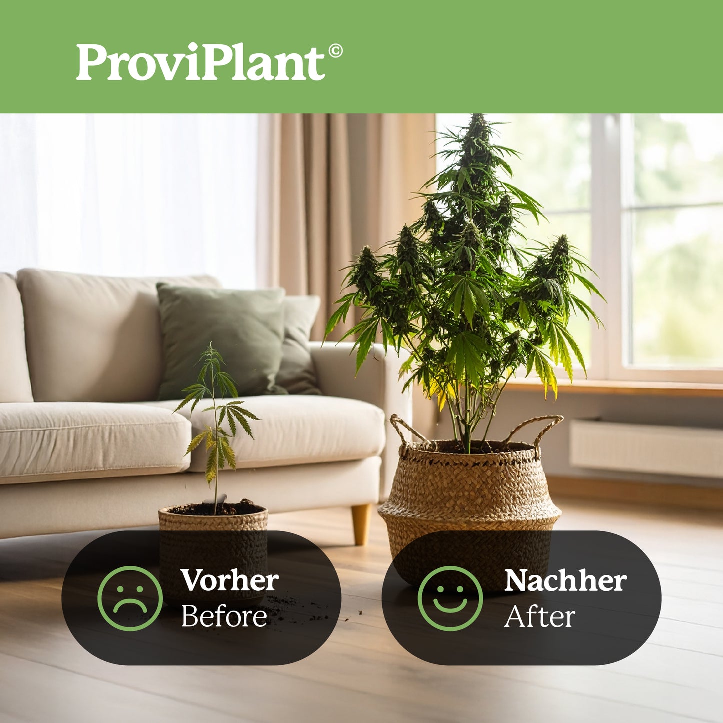 Engrais pour la floraison du cannabis