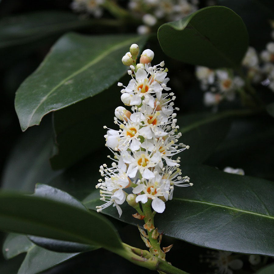 Cherry laurel fertilizer