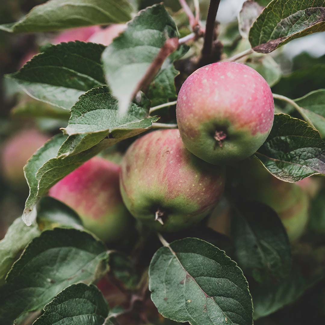 Engrais pour arbres fruitiers