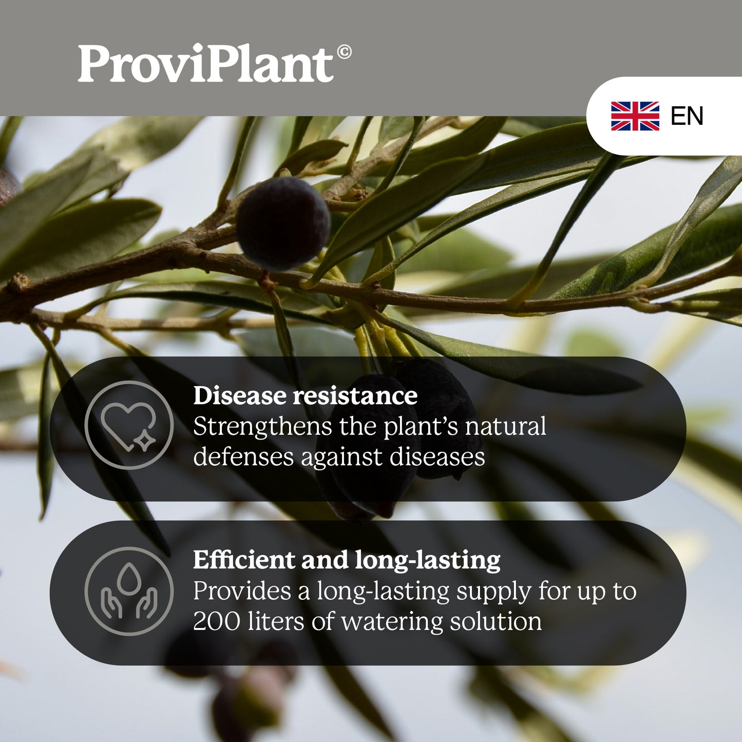 Engrais pour olives