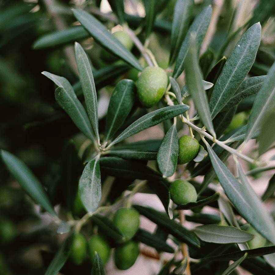 Engrais pour olives