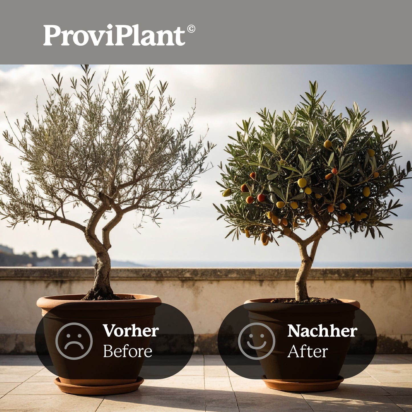 Engrais pour olives