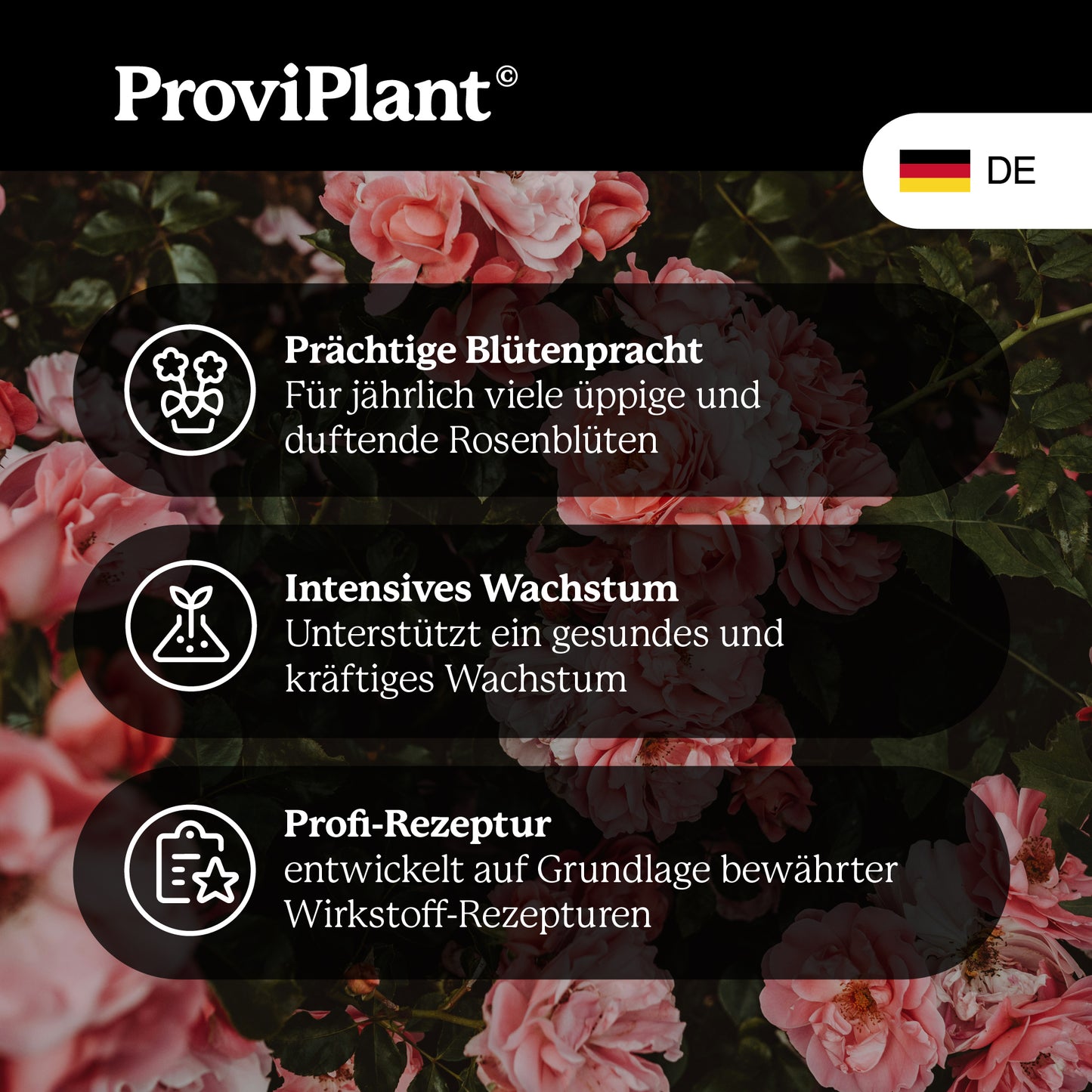 Engrais pour roses