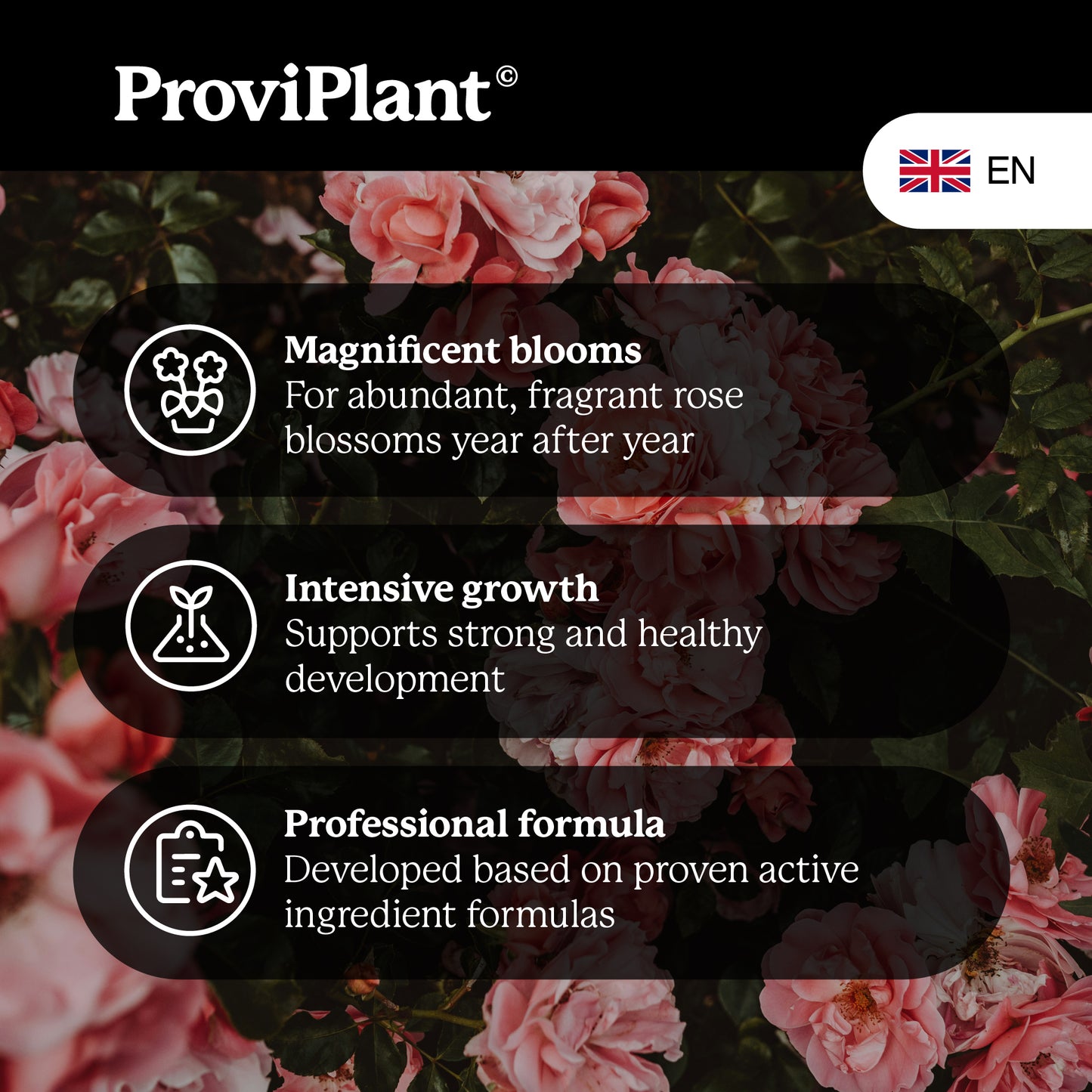 Engrais pour roses