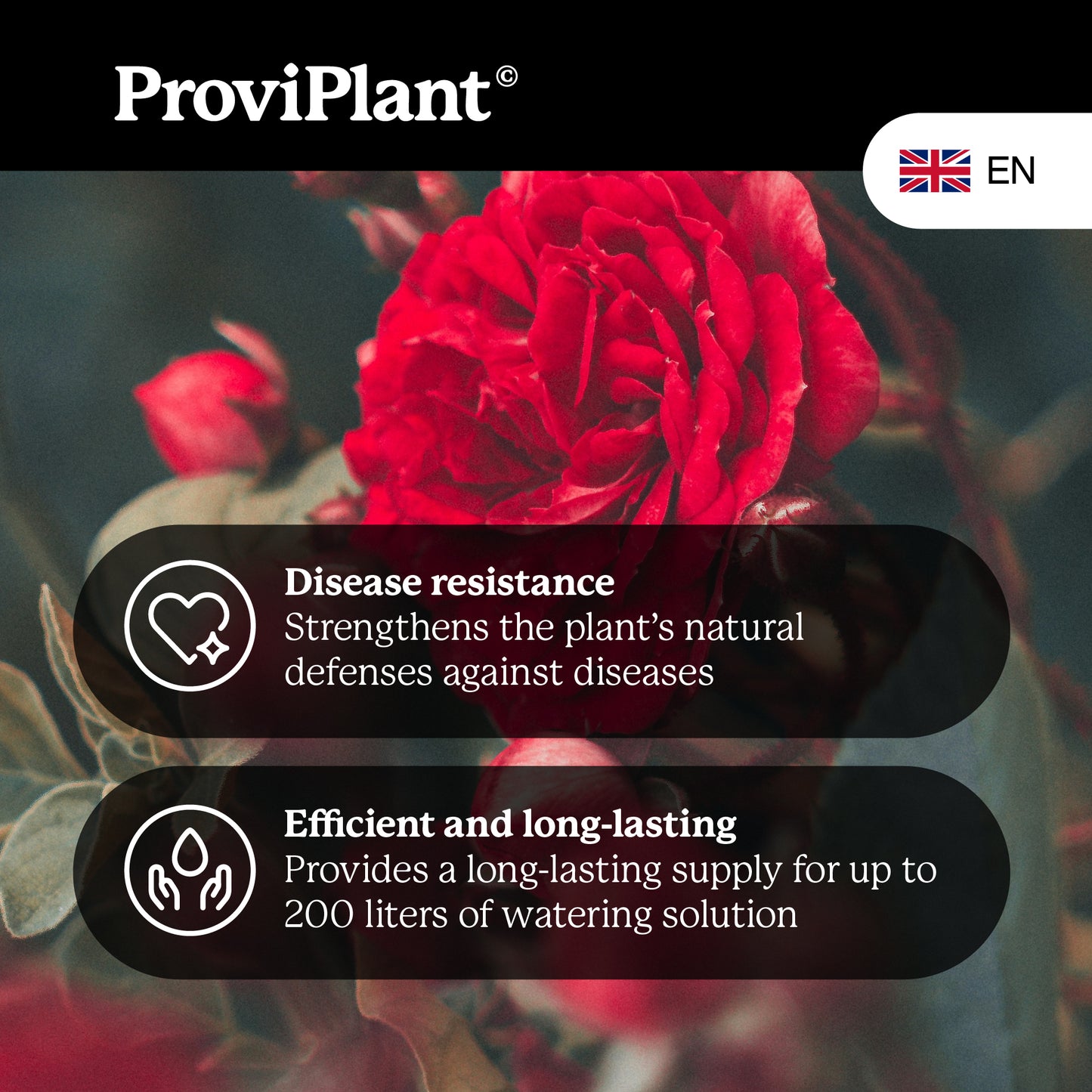 Engrais pour roses