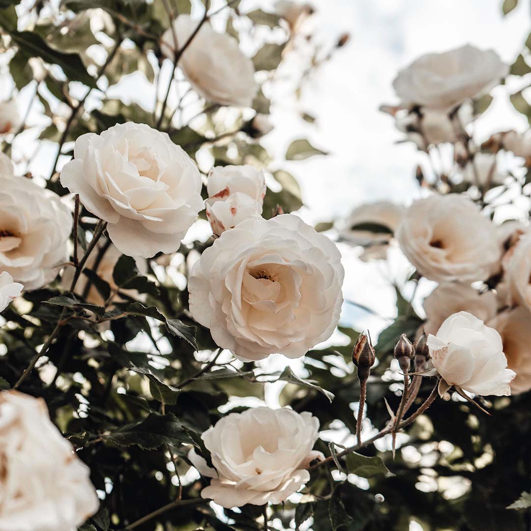 Engrais pour roses