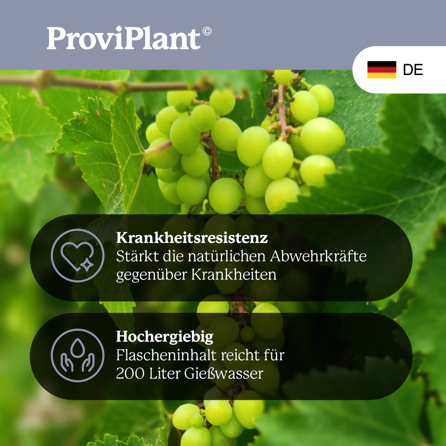 Grapevine fertilizer