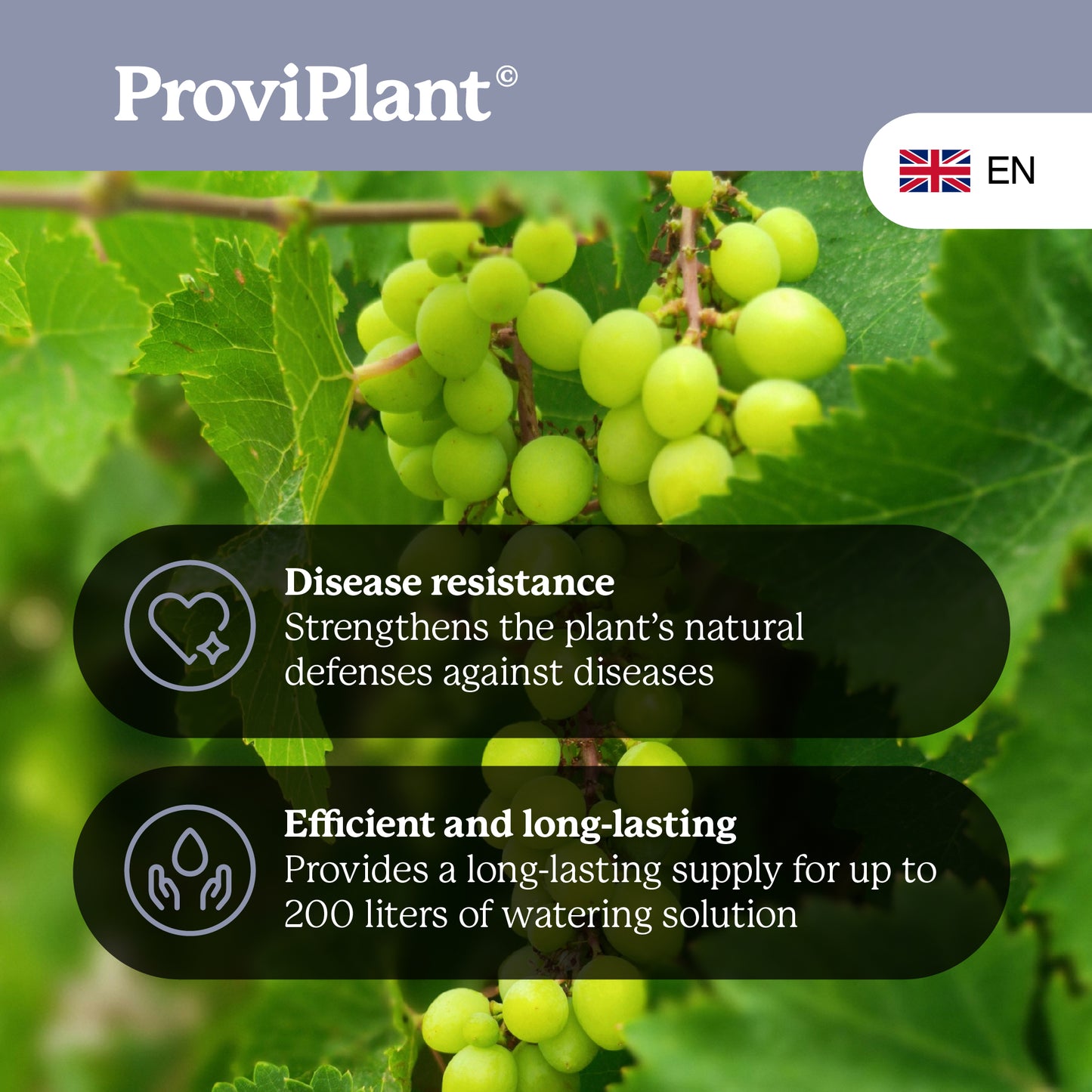 Grapevine fertilizer