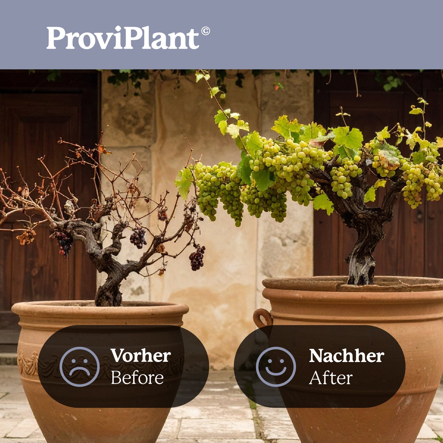 Grapevine fertilizer