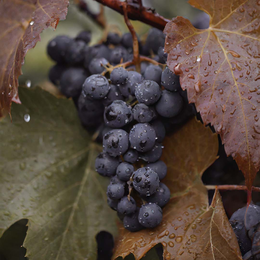 Grapevine fertilizer