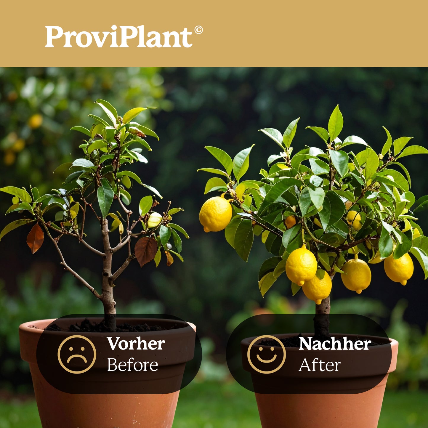 Citrus fertilizer