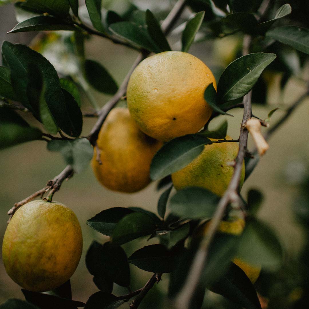 Citrus fertilizer