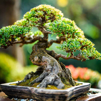 Bonsai-Dünger