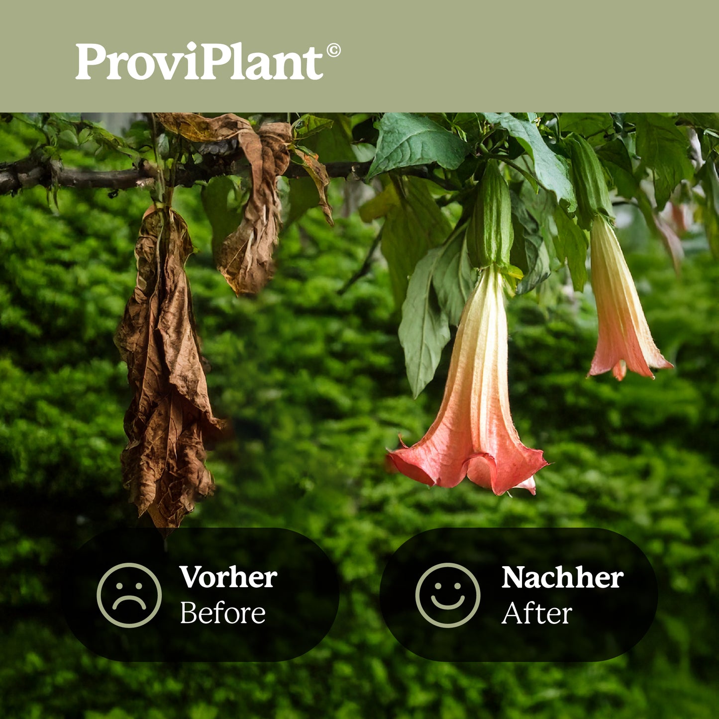 Angel trumpet fertilizer