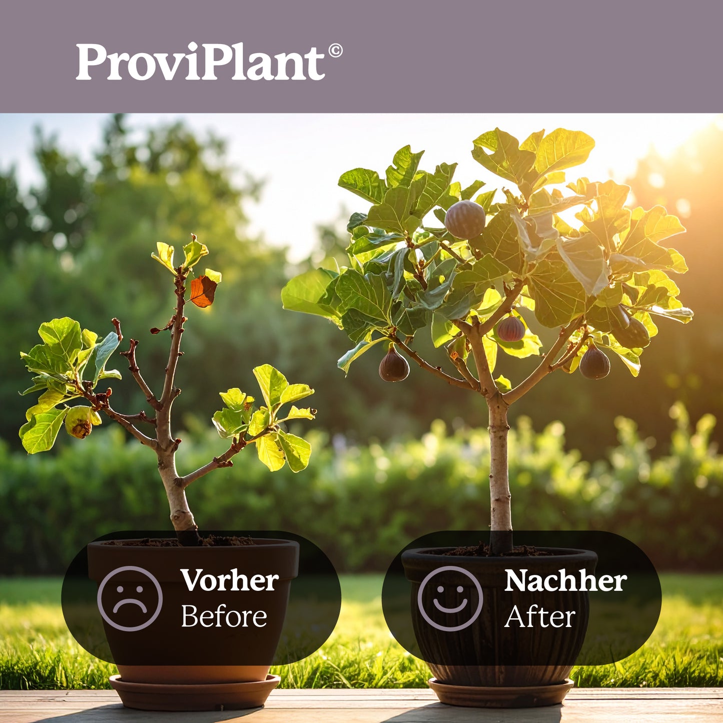 Fig fertilizer