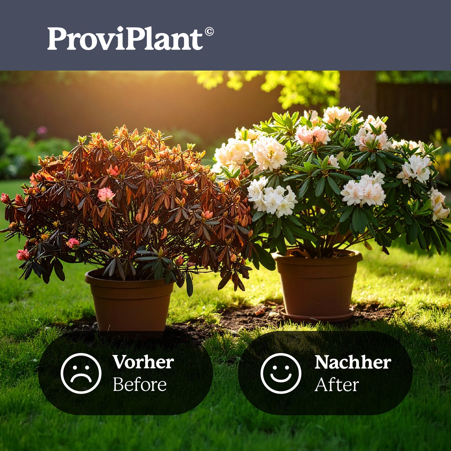 Hydrangea fertilizer