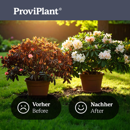 Hydrangea fertilizer