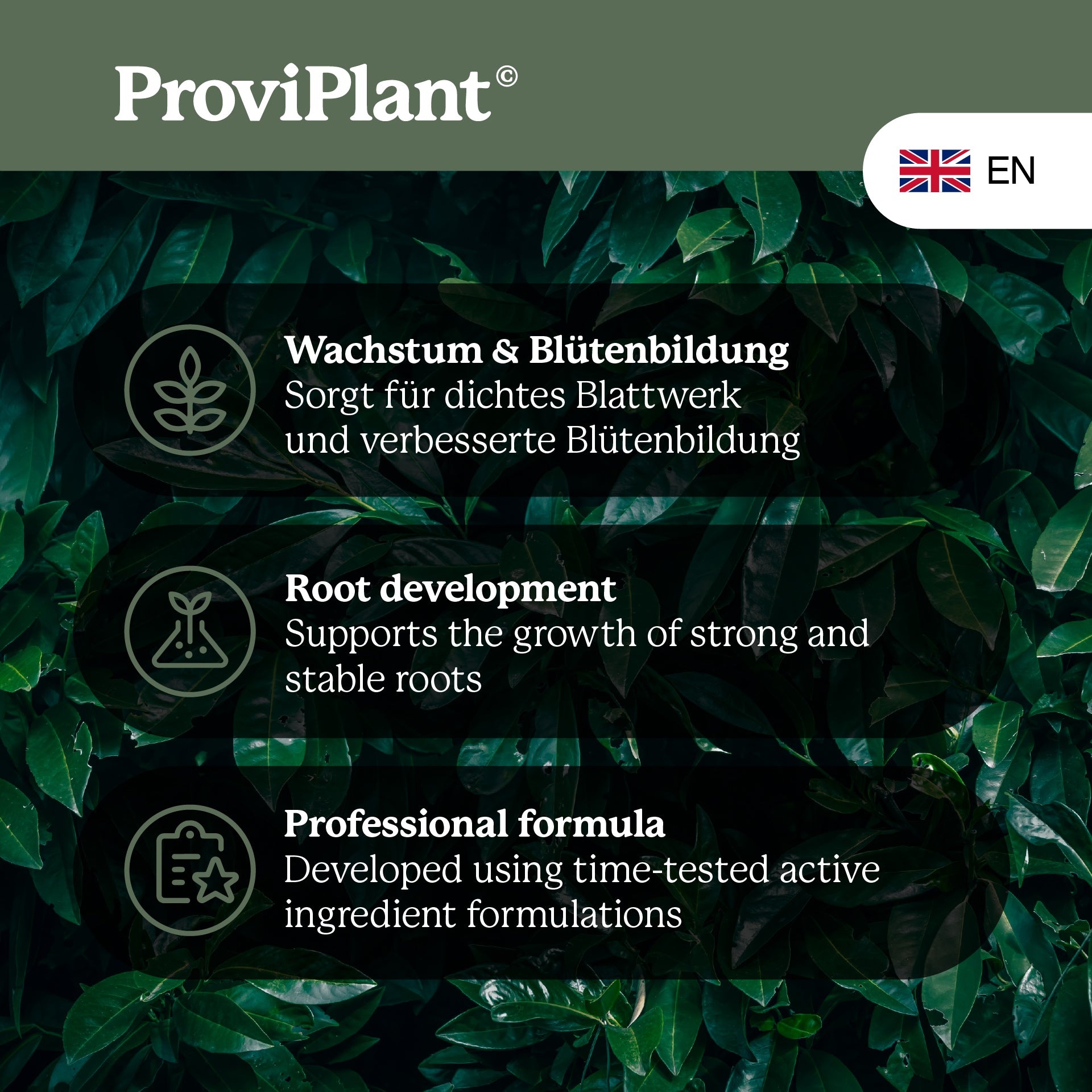 fertilizer for laurel plants ProviPlant Cherry Laurel Fertilizer: For all laurel hedges and shrubs
