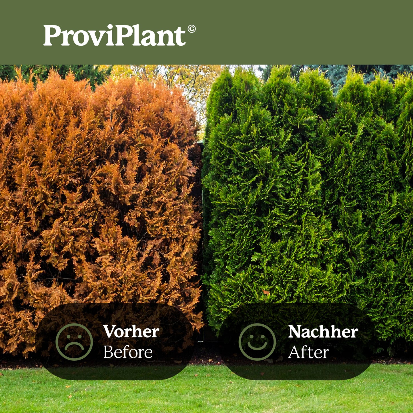 Conifer fertilizer