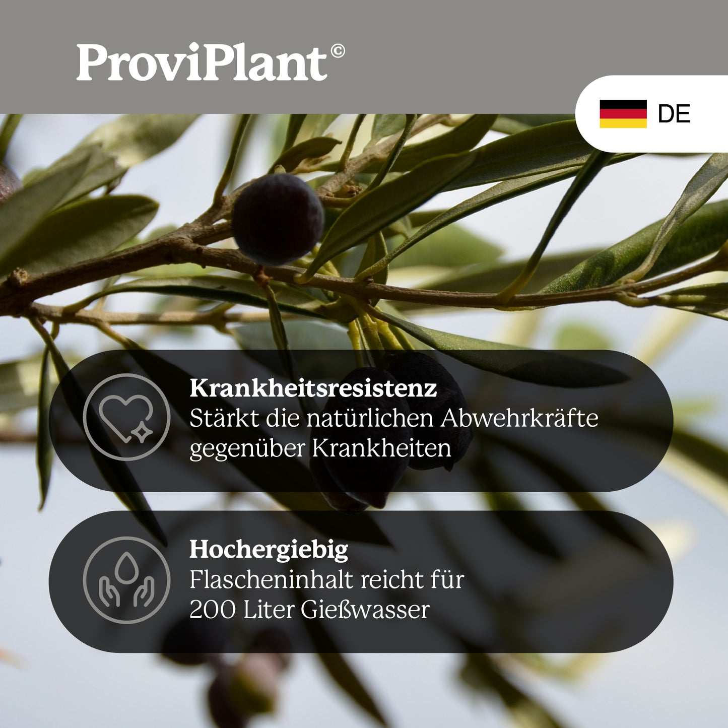 Olive fertilizer