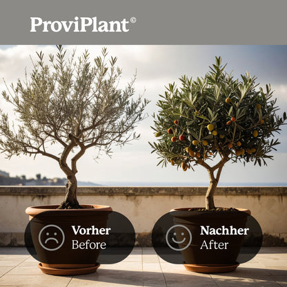 Olive fertilizer