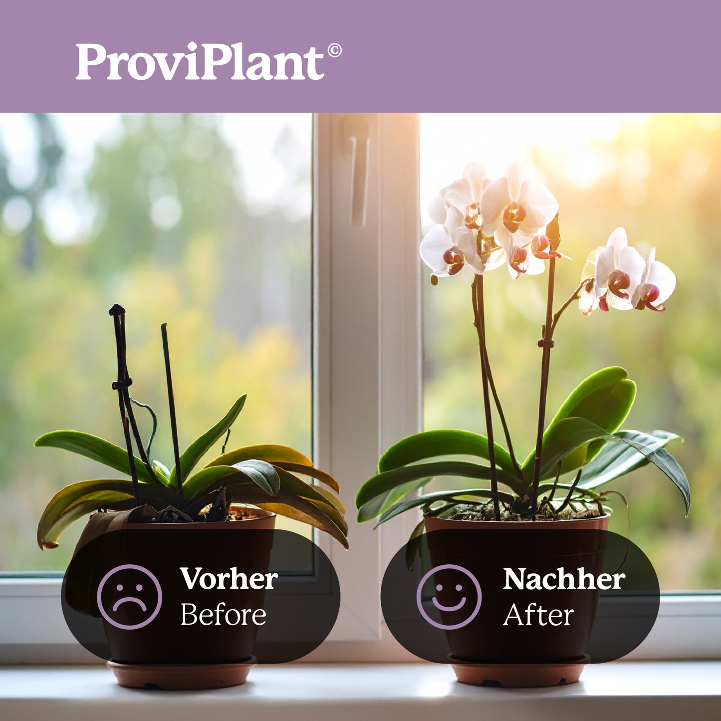Orchid fertilizer