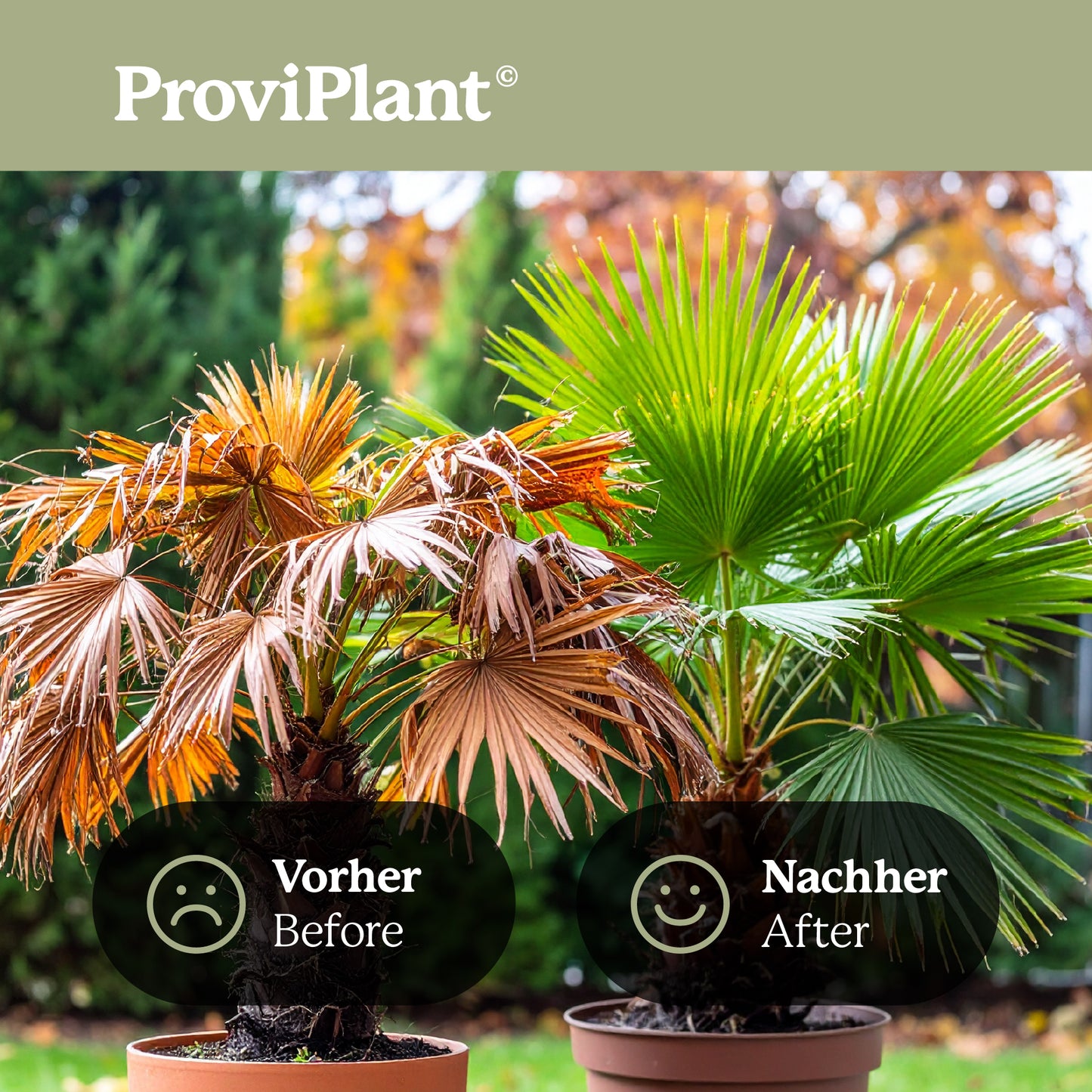 Palm fertilizer
