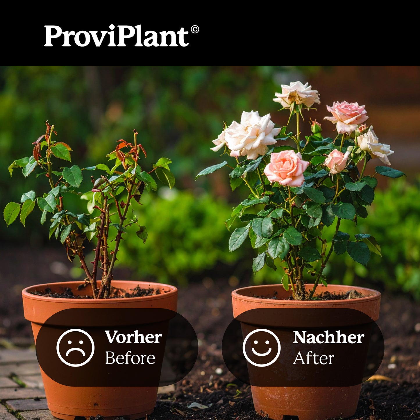 Rose fertilizer