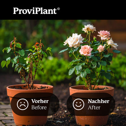 Rose fertilizer